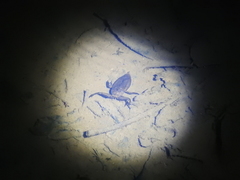 Lethocerus collosicus