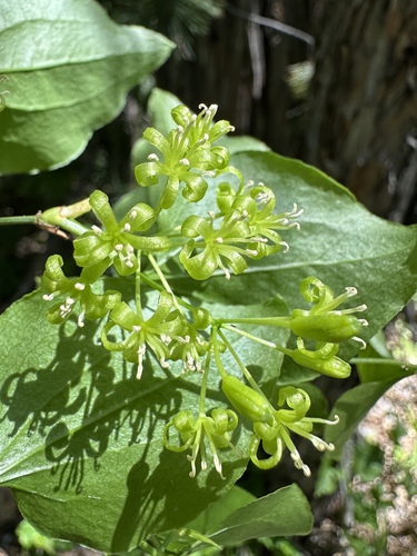 California Greenbrier (Smilax californica)