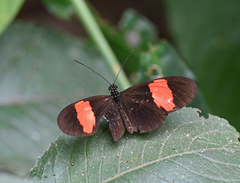 Heliconius erato