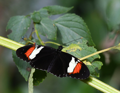 Heliconius heurippa
