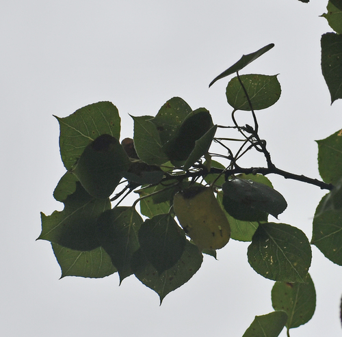 quaking aspen