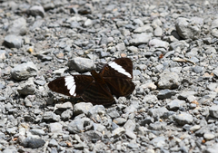 Adelpha epione