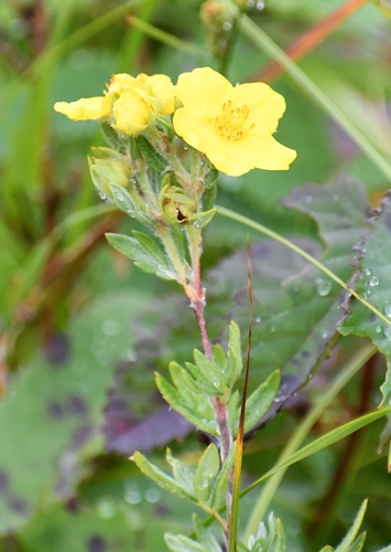 shrubby cinquefoil