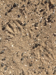 Otidiformes