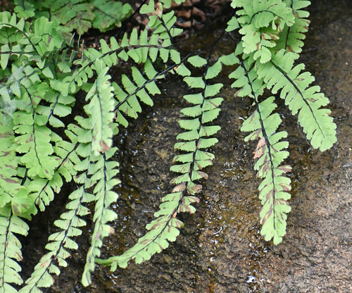 western maidenhair fern
