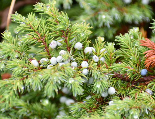 common juniper