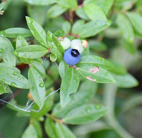 lowbush blueberry