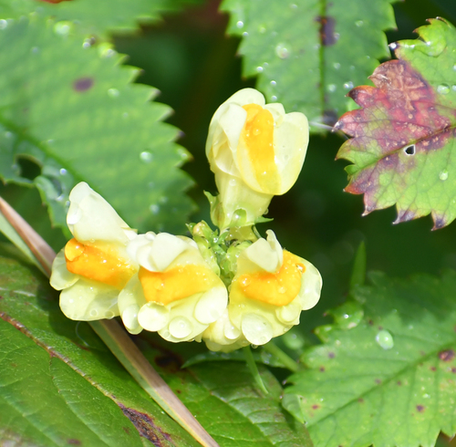 common toadflax