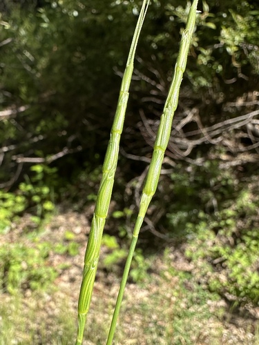 jointed goat grass (Aegilops cylindrica)