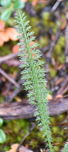 common yarrow