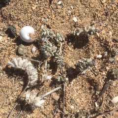 Achillea maritima maritima