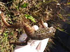 Lithobates magnaocularis