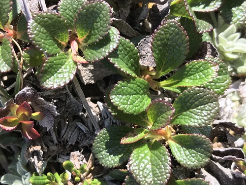 alpine bearberry