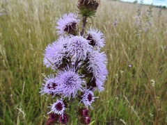 Liatris novae-angliae