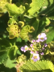 Lantana involucrata