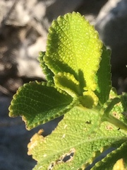 Lantana involucrata