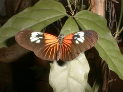 Heliconius erato