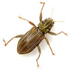 Stenelmis occidentalis