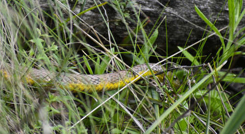 Tiger Snake sighting