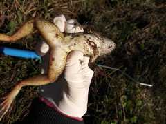 Lithobates magnaocularis