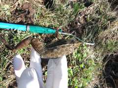 Lithobates magnaocularis