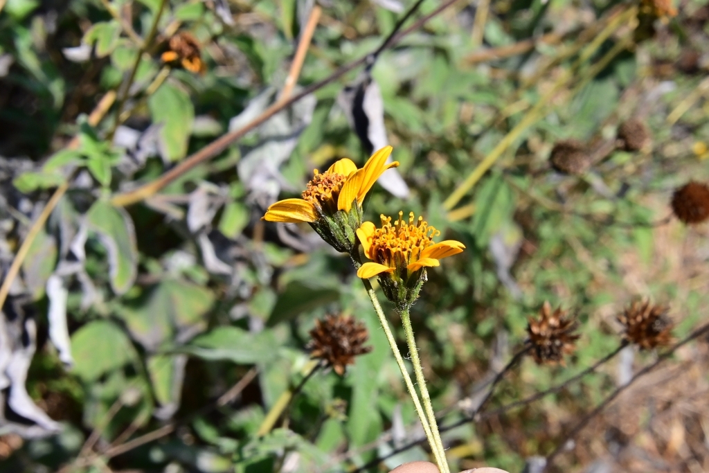 Davilanthus hidalgoanus