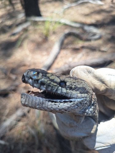 Inland Carpet Python sighting