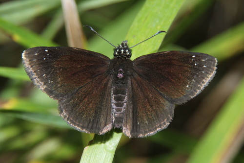Common Sootywing