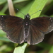 Common Sootywing - Photo (c) Logan Crees, some rights reserved (CC BY-NC), uploaded by Logan Crees