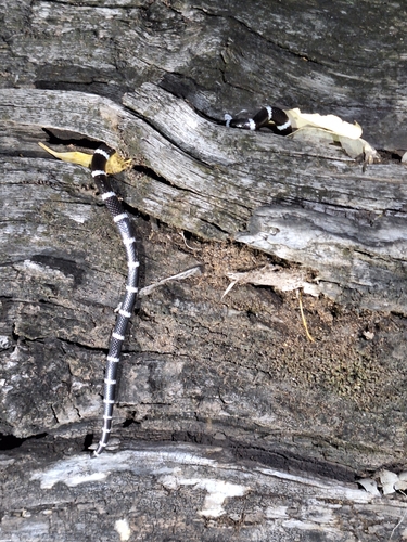 Eastern Bandy Bandy sighting