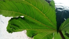 Ricinus communis