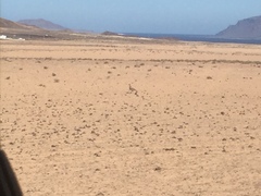 Chlamydotis undulata