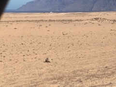 Chlamydotis undulata