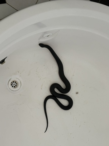 Red-bellied Black Snake sighting