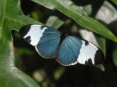 Heliconius sapho leuce