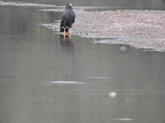 Buteogallus urubitinga ridgwayi