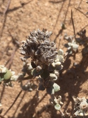Helichrysum petiolare