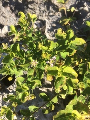 Lantana involucrata
