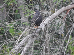 Buteogallus urubitinga ridgwayi