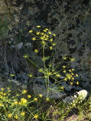 Lomatium ambiguum
