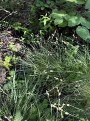 Carex serratodens, photograph (c) Matt Berger, some rights reserved (CC BY)
