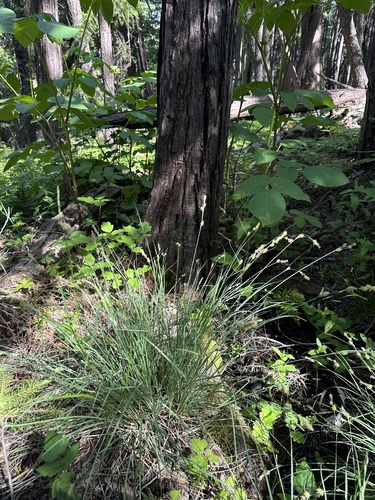 Carex serratodens, photograph 4