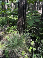 Carex serratodens, photograph (c) Matt Berger, some rights reserved (CC BY)