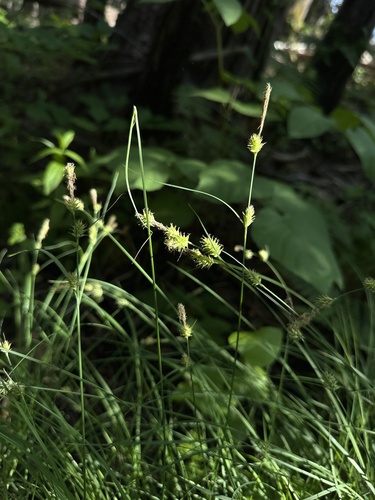 Carex serratodens, photograph 3