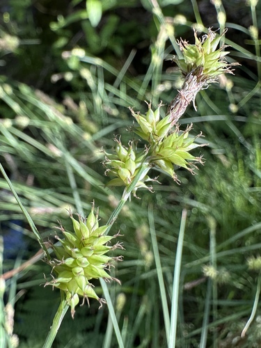 saw-toothed sedge (Carex serratodens)