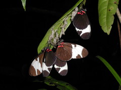Heliconius sapho leuce