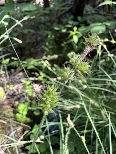 Carex serratodens, photograph 2