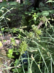 Carex serratodens, photograph (c) Matt Berger, some rights reserved (CC BY)