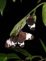Heliconius sapho leuce