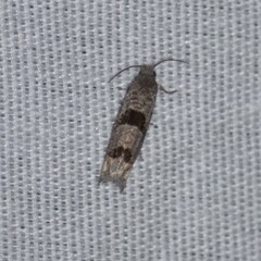 Pelochrista consobrinana